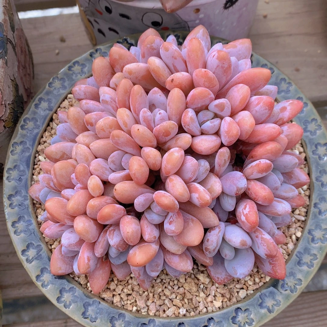 逸园精品多肉粉兔朵缀