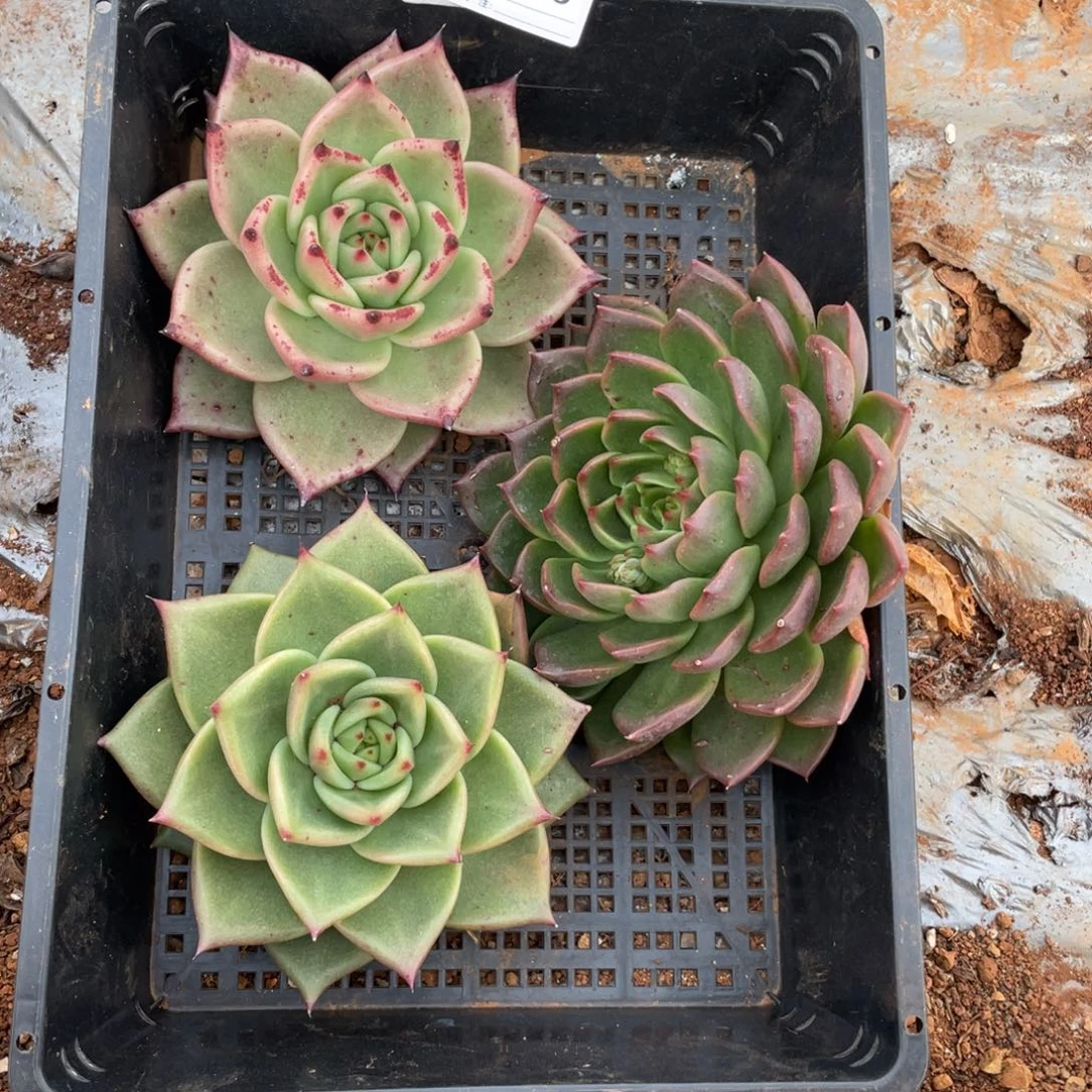 无花朵若如东云组拍E190