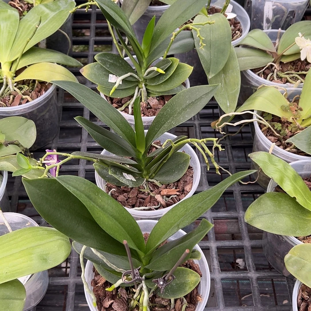 完全开放花莲银河花变异4.5寸