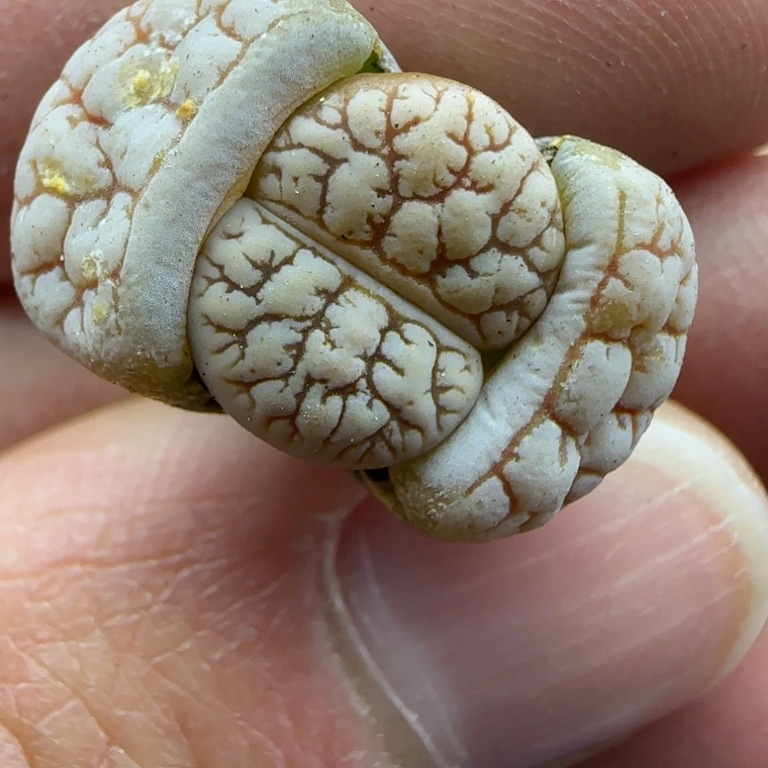 荒清框福利30包邮