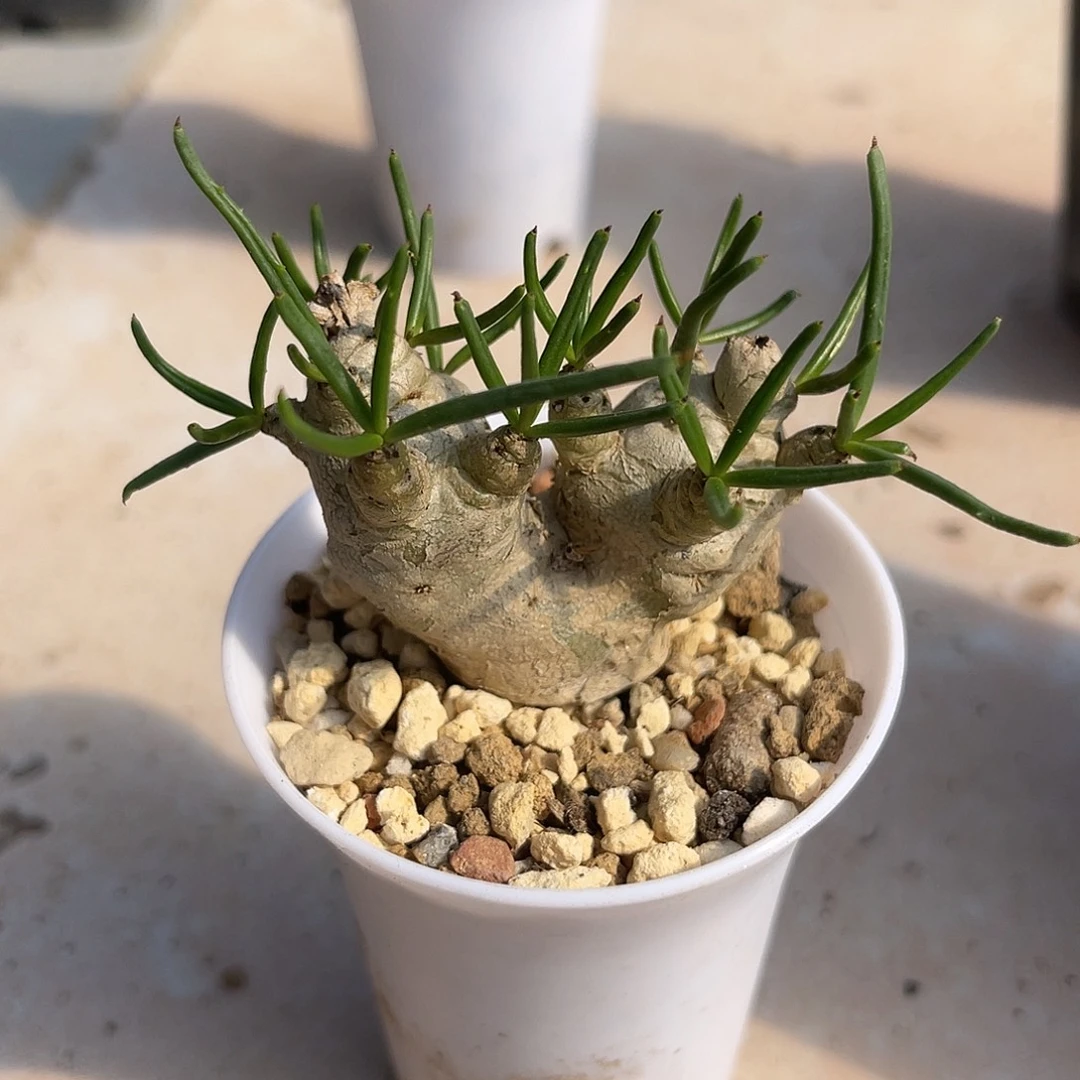 万物象奇峰锦块根一物一拍