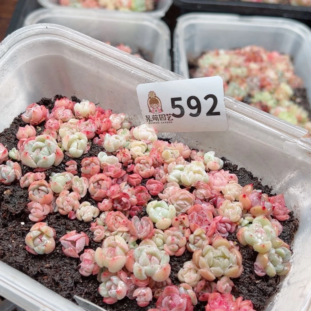 多肉植物多肉植物