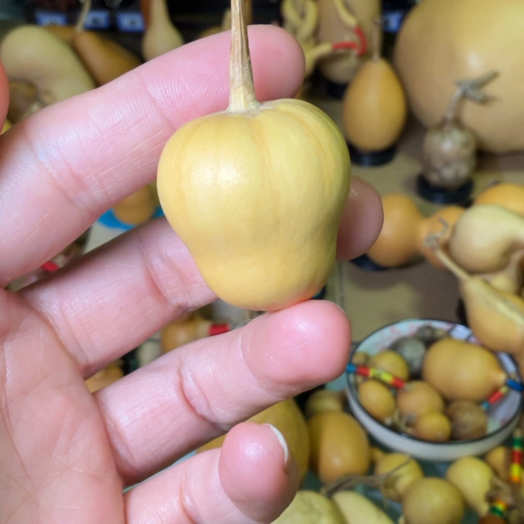 静**吖满瓜棱纹草里金异型