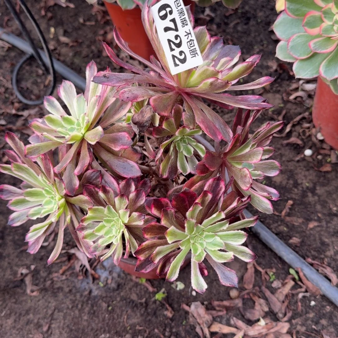 法师水墨画6722 19-37