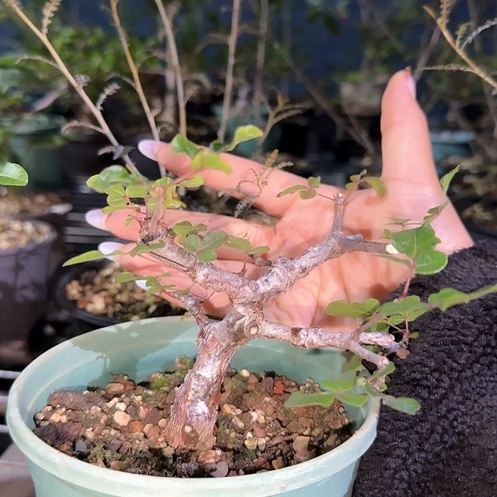 多肉植物奥比克橄榄