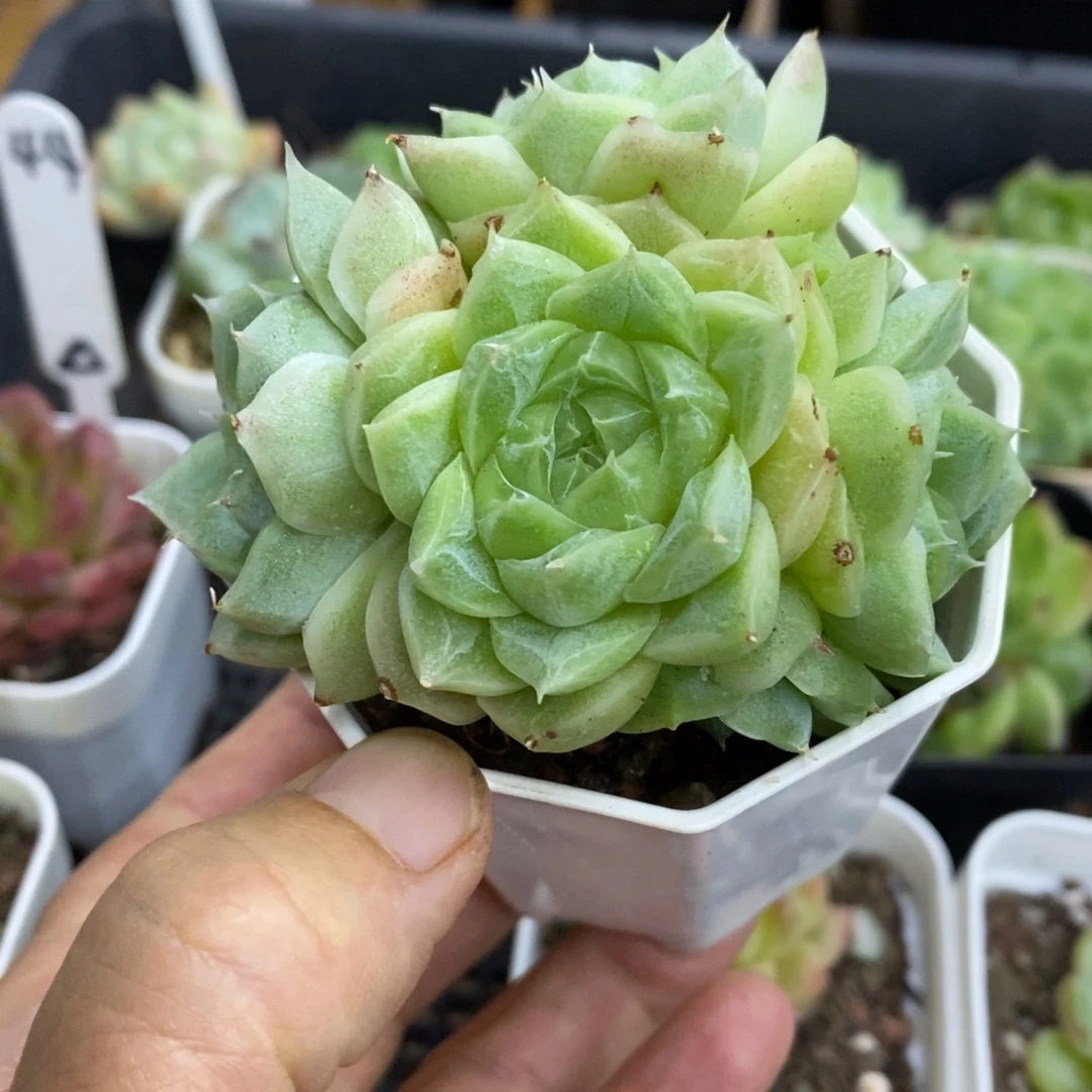 精品多肉一物一拍不包整253