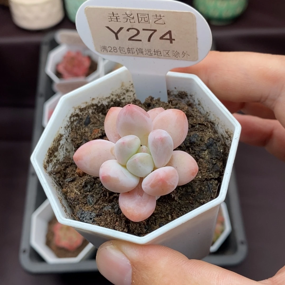 0274 香水 3.5cm单头