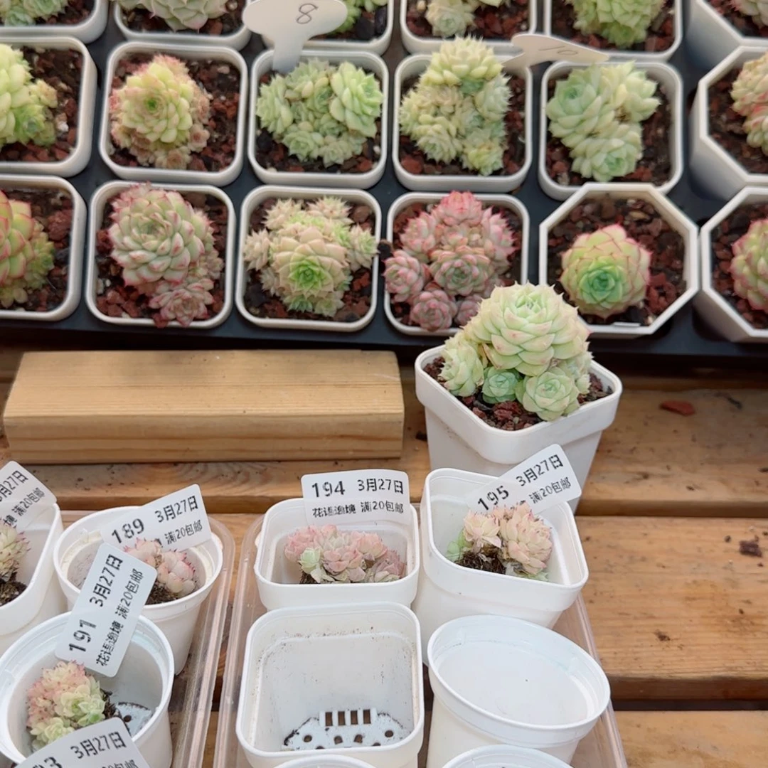 、**有花语逸镜0327-196