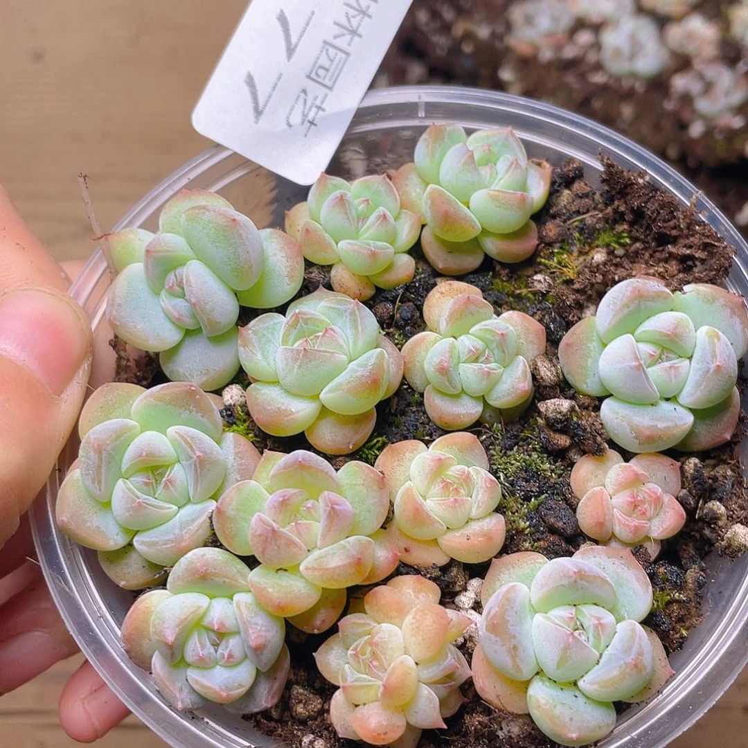 多肉植物多肉植物577