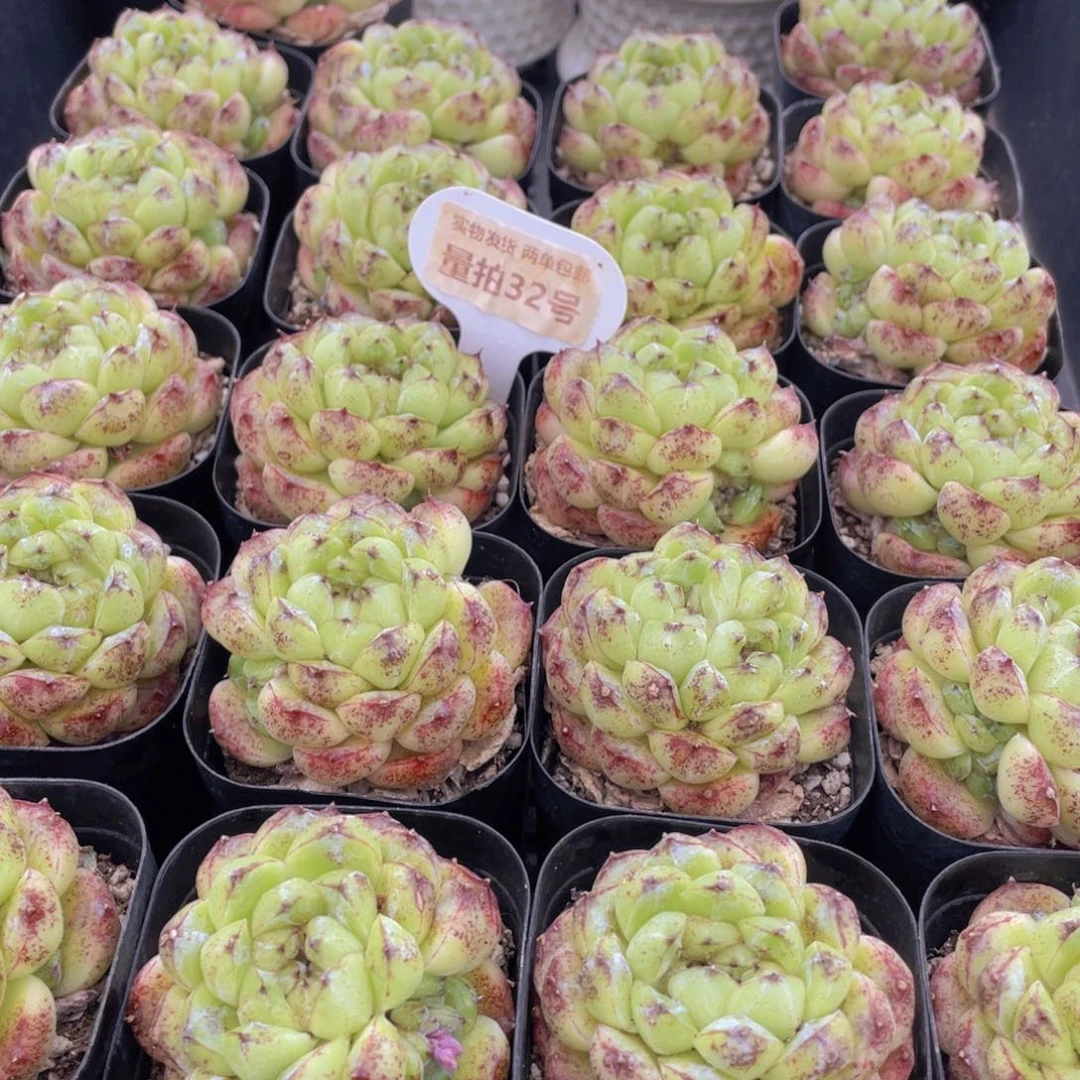 量拍32号 丸叶黑森林单头一个