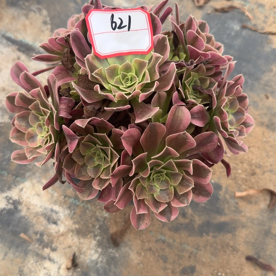 美杜莎一物一拍621