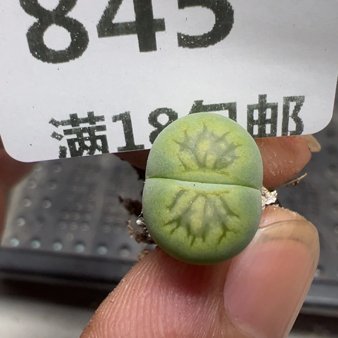 【闪购商品】 845。