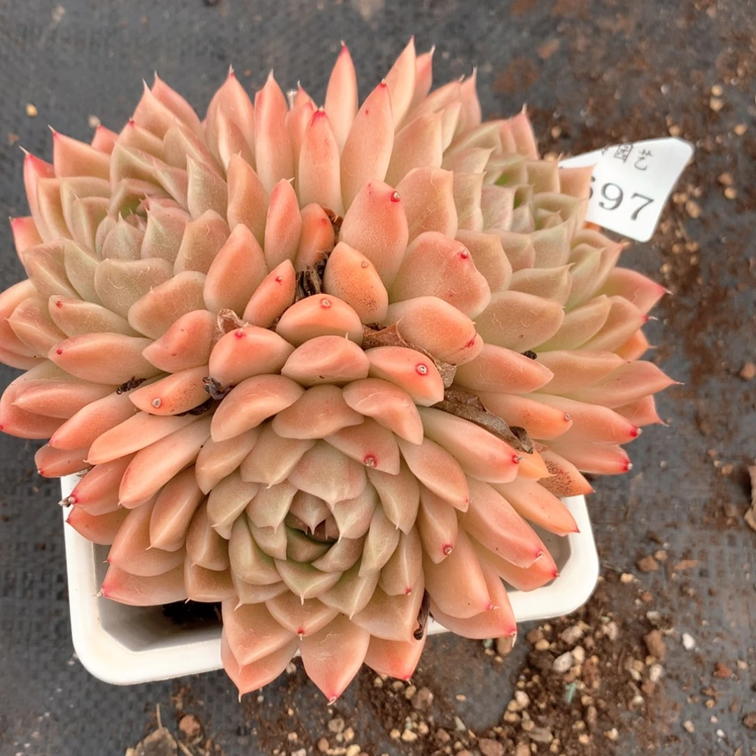 蔡*～4697杂交多肉植物