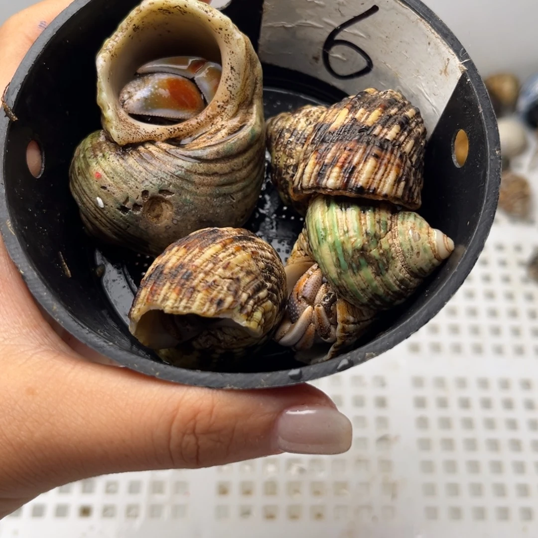 6号起拍 一手加一元