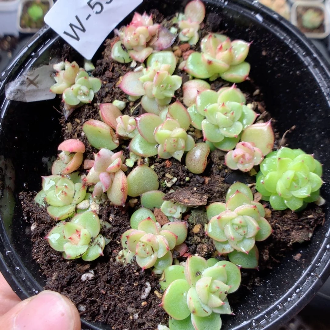 无花朵W59玉玲珑yyyyy