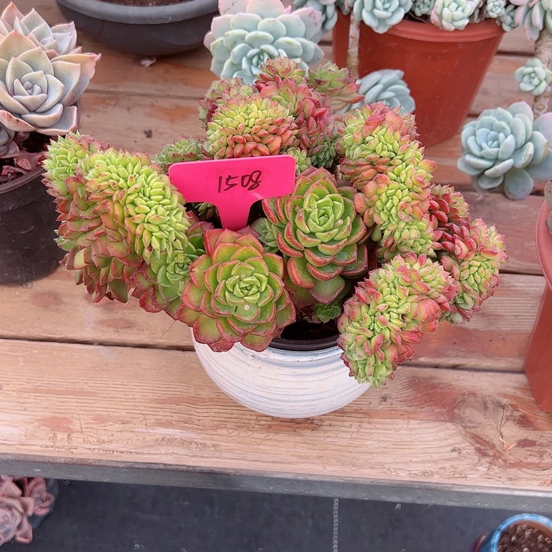 大*儿1508迪亚缀多肉植物