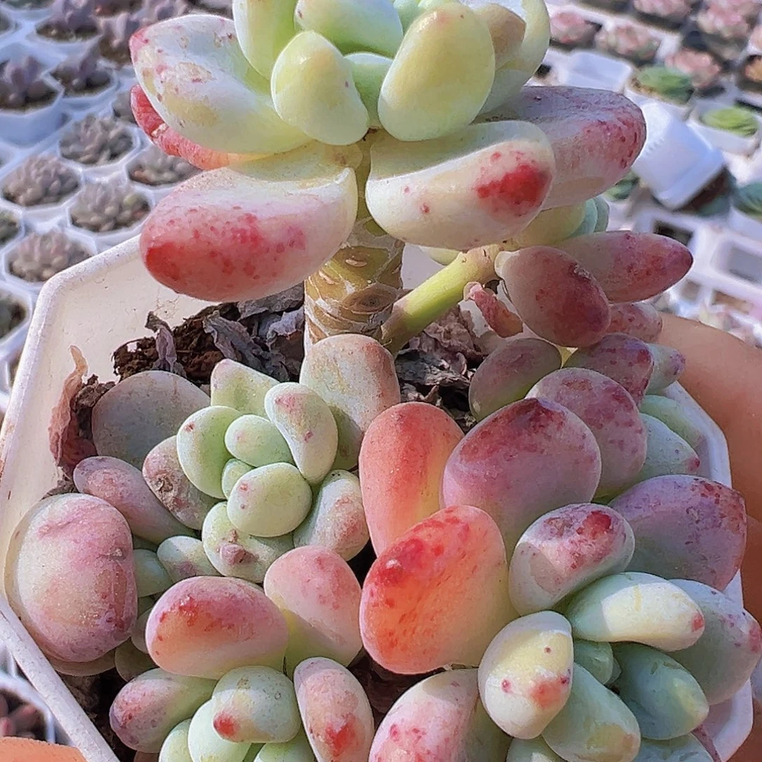 樱花罗琦19包邮多肉