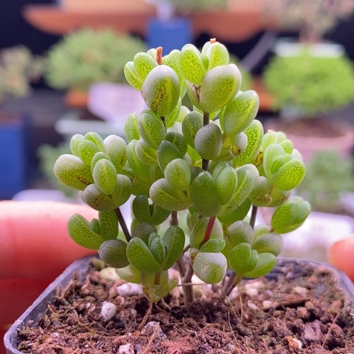 无花朵77元宝。