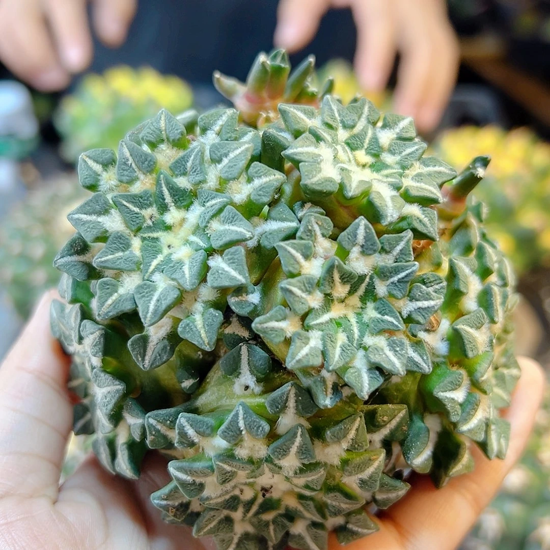 晚9号苗接姬牡丹无根9.5公分