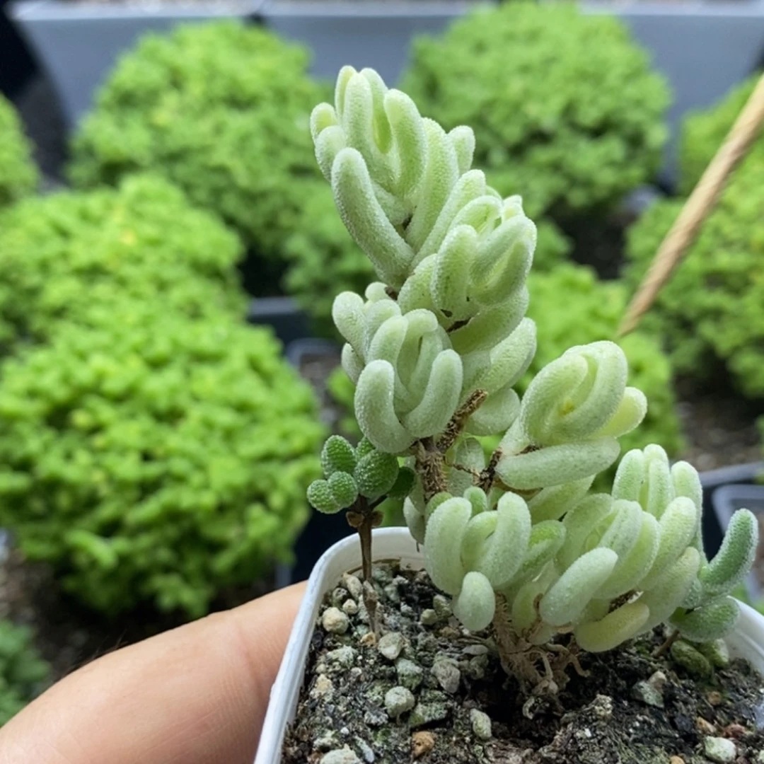 *****橙叶锦7821枝干番杏