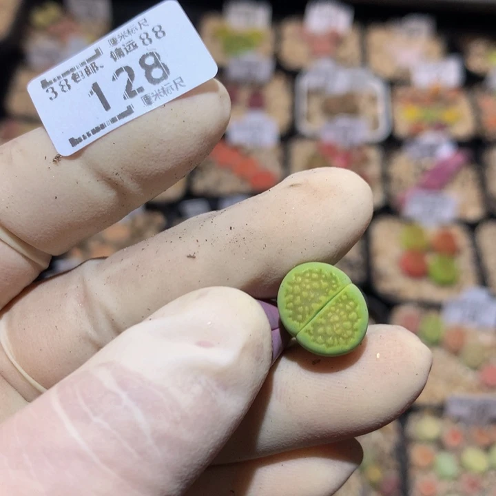 小*乖 Zzzx精品生石石128