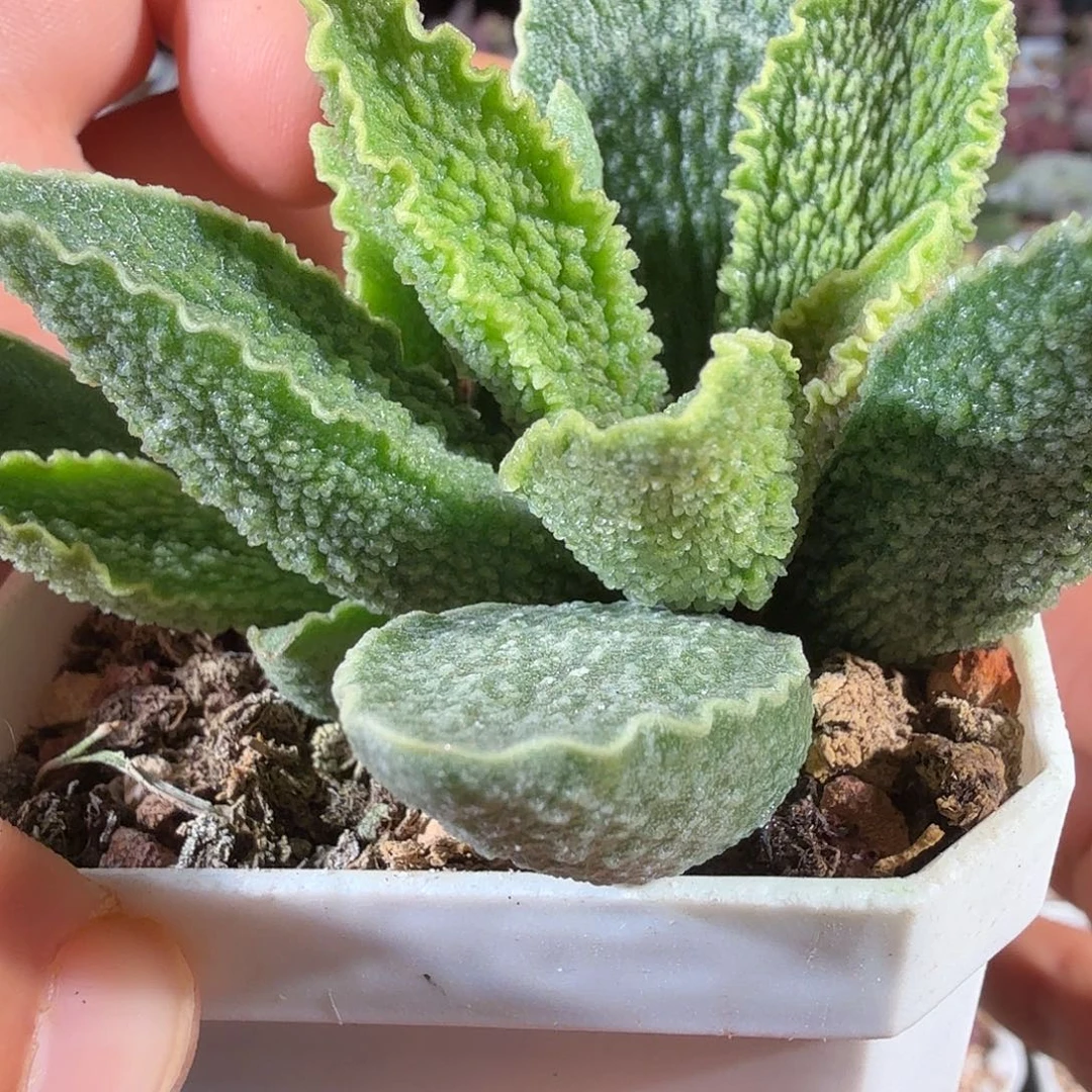 绿皮