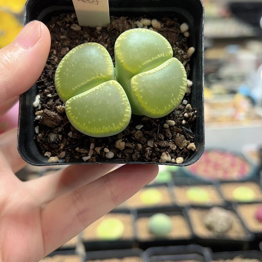 【闪购商品】狐*叨79 不发，发寄养的拉登种夹