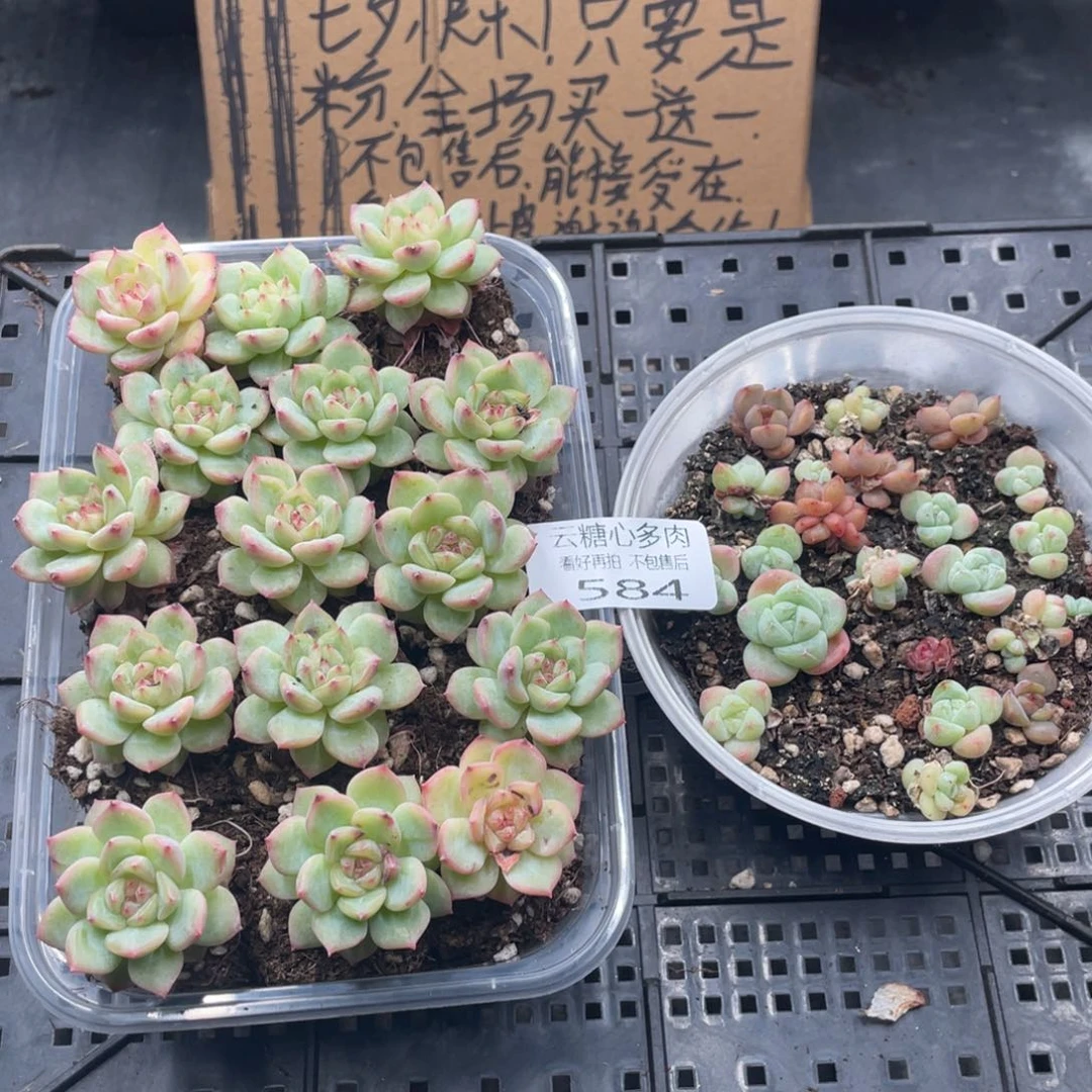 云糖心多肉植物584