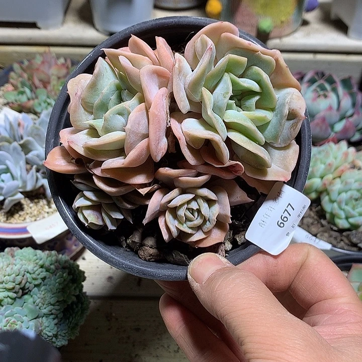 6677云瑶仙子多肉一颗12厘米