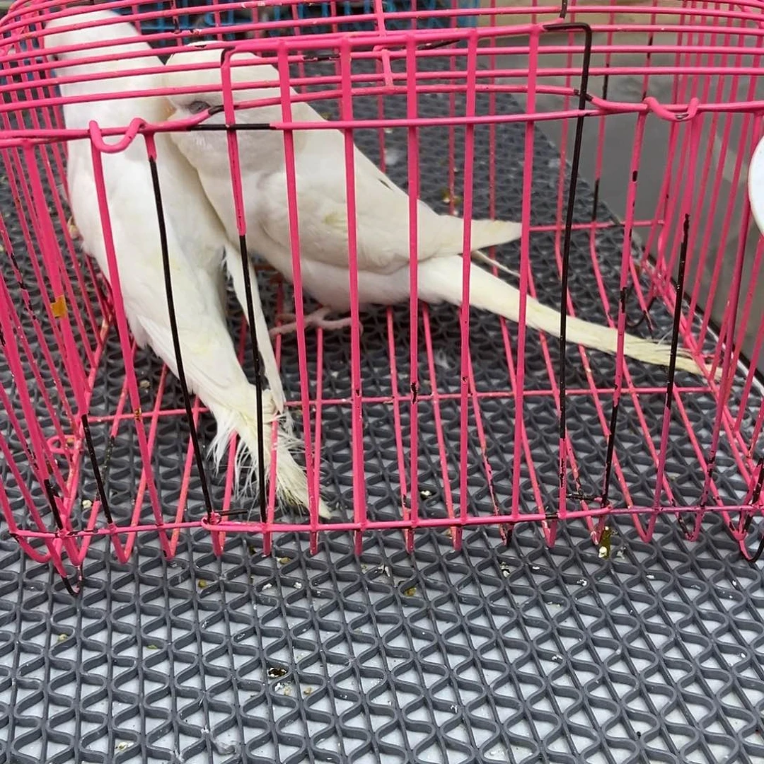 小***子虎皮鹦鹉虎皮鹦鹉