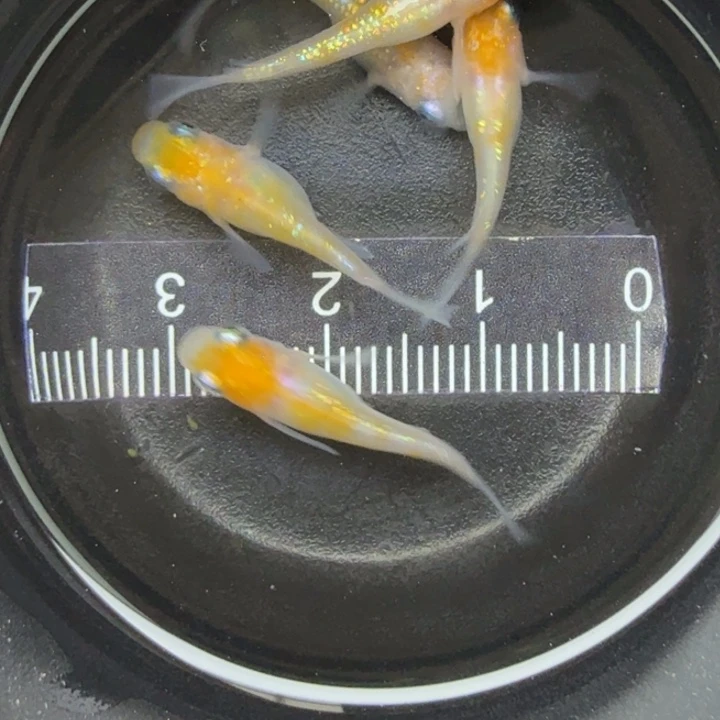 青鳉鱼碎花短球王华3号