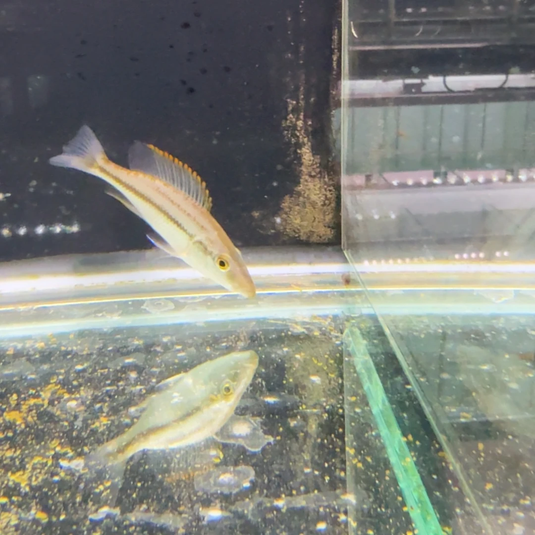 黎****海水蓝马面317。