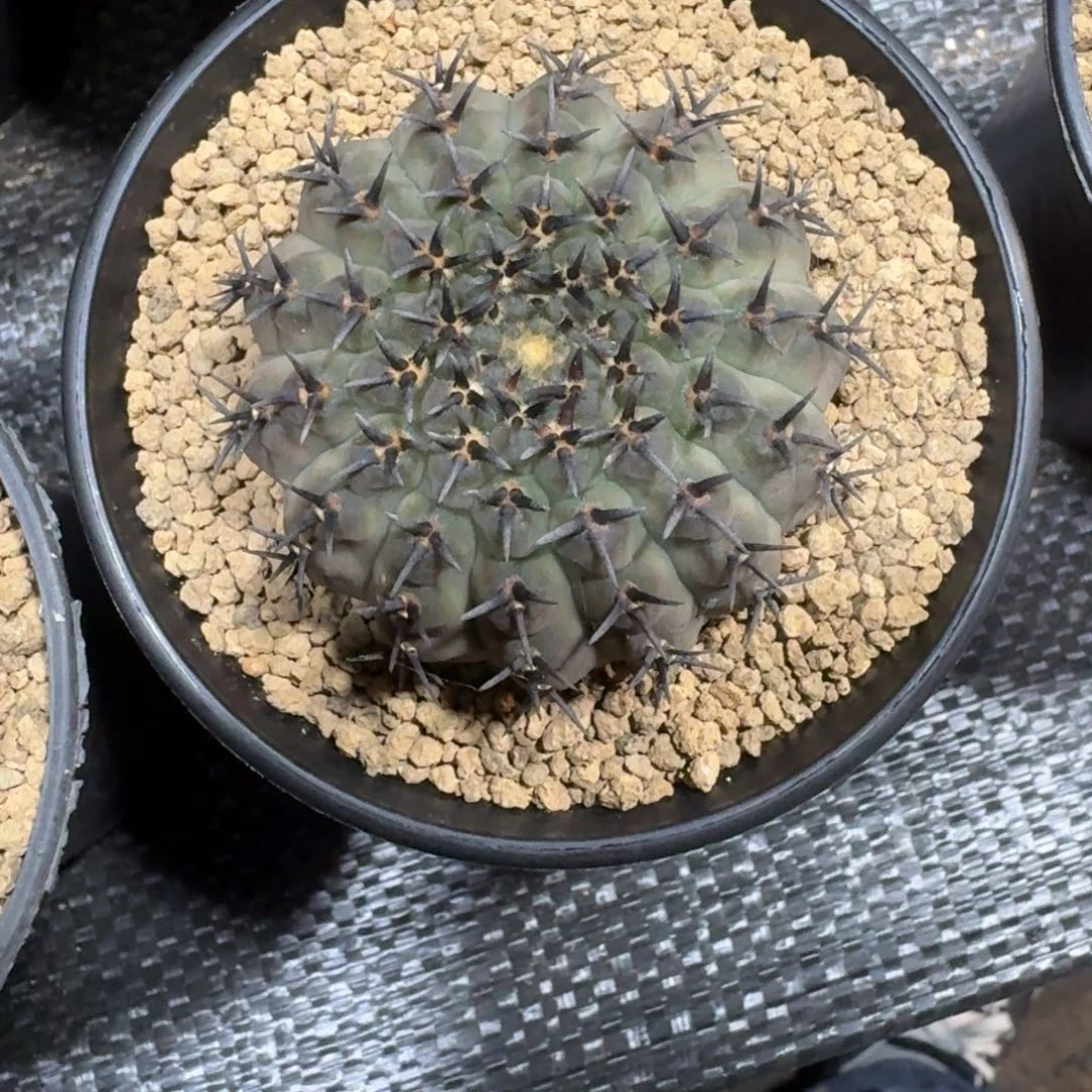 阿***权仙人球一物一拍黑刺凤头