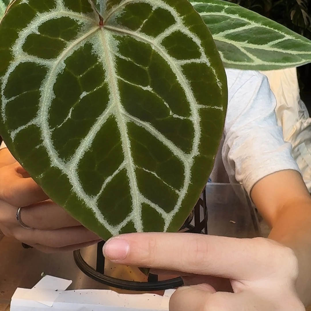 完全开放L190撕裂银虎杂红水晶