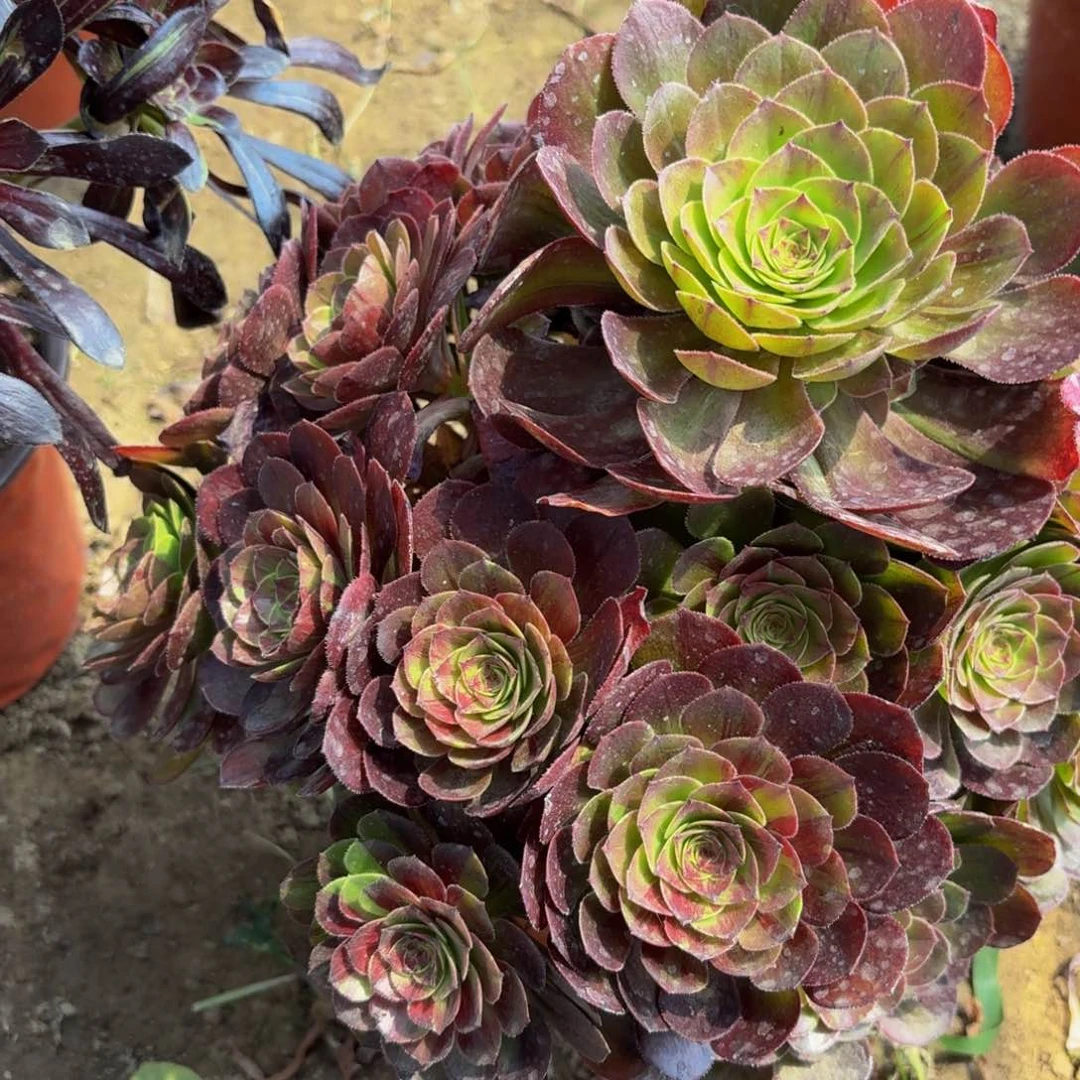 无花朵834多肉植物捧花的