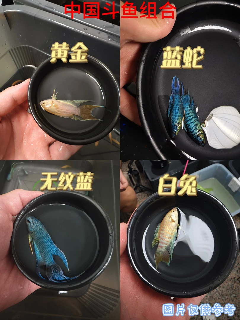 中国斗鱼黄金白兔蓝蛇无纹蓝小型冷水观赏鱼好养耐活淡水鱼免打氧