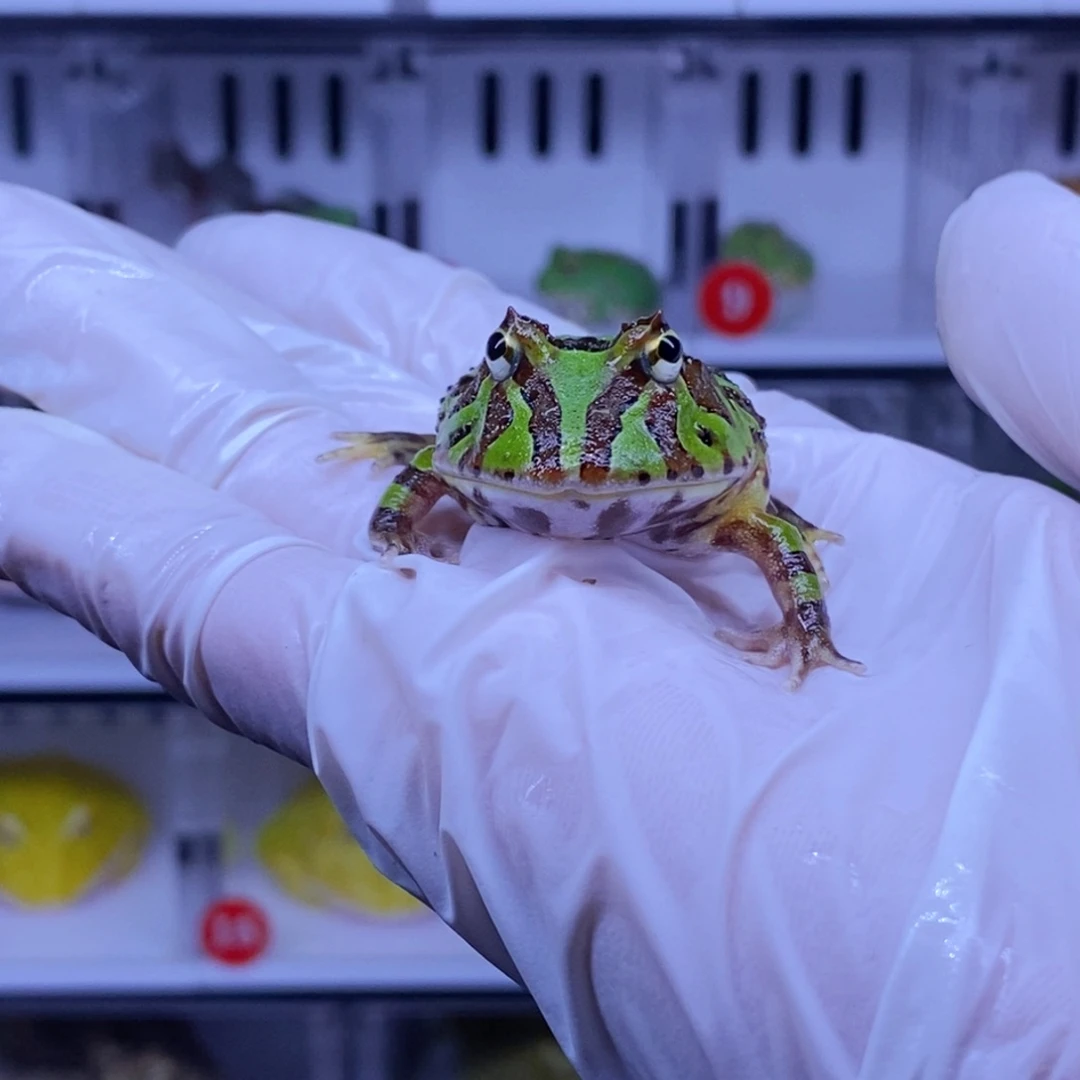 浪***子角蛙角蛙3-10cm闪购专享链接