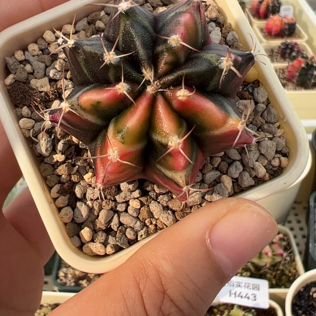 452 好看的米哈冲冲冲