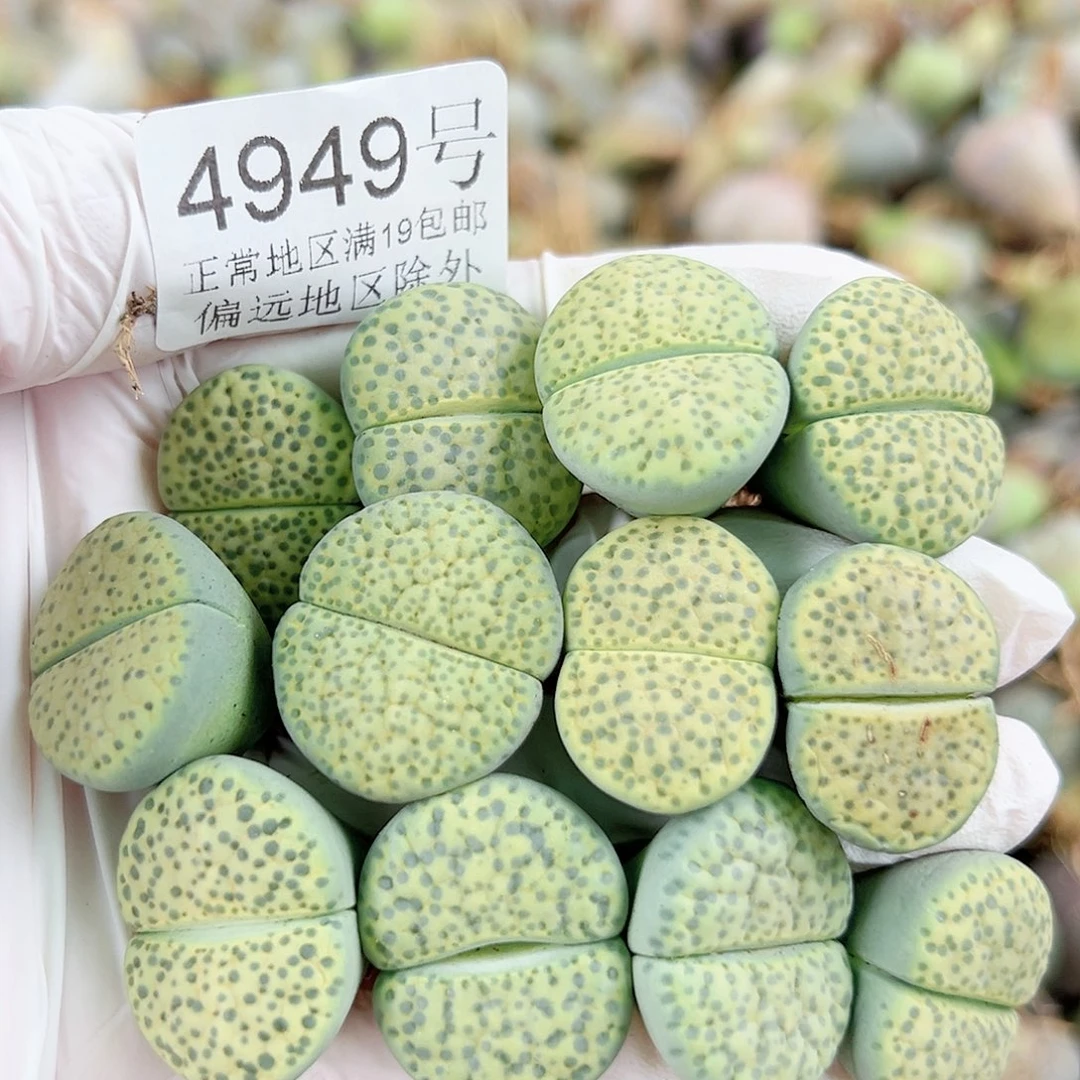 4949四年微纹玉12个2cm左右