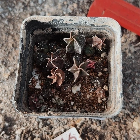 实生兜仙人球立牌