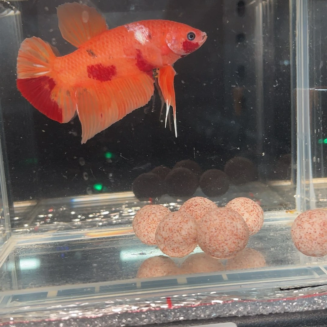 斗鱼12.25 巨斗将军 048