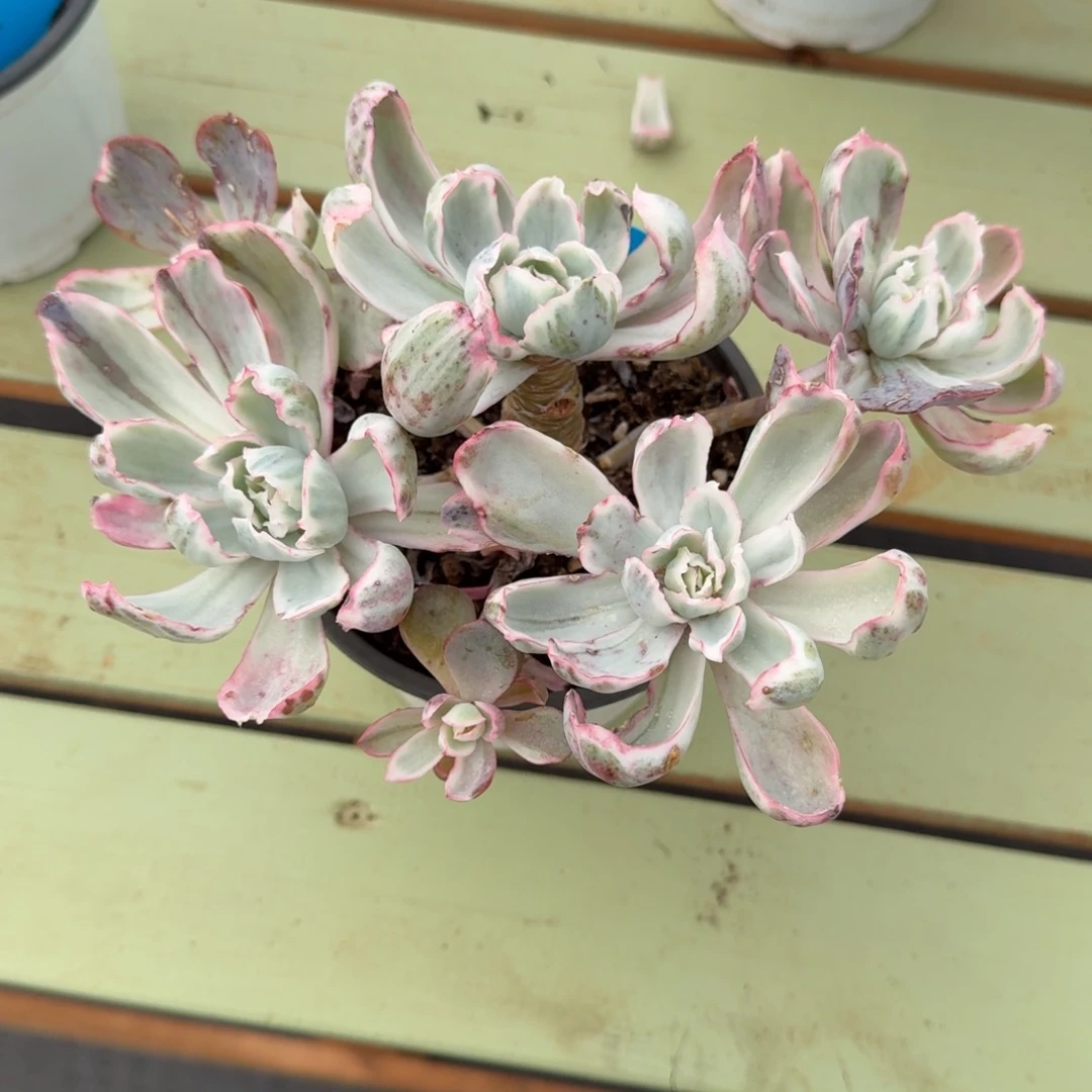 钱***了伯克利锦锦上园艺一物一拍