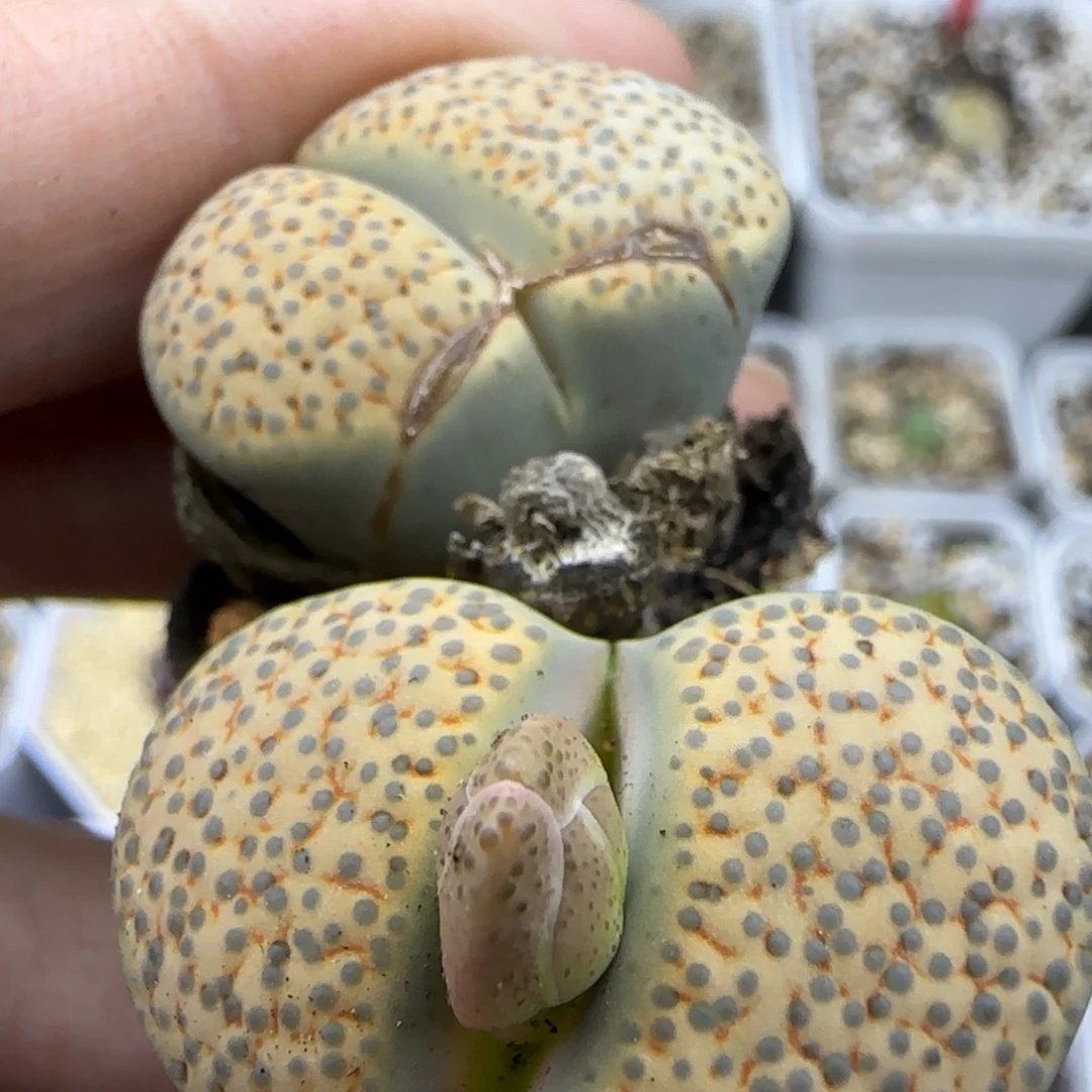 105气泡血丝微纹有干疤特