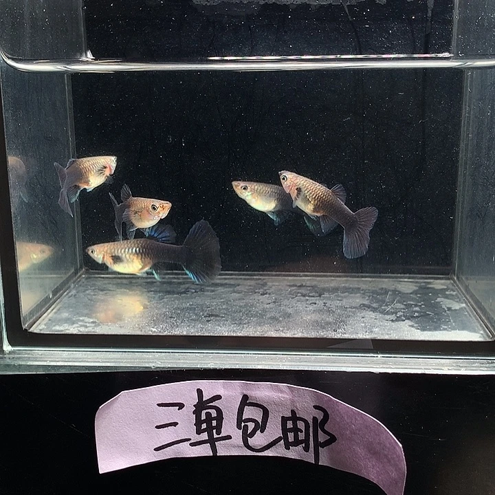 孔雀鱼兰礼服母4条送一