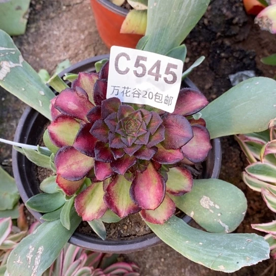 545海王七彩多肉植物