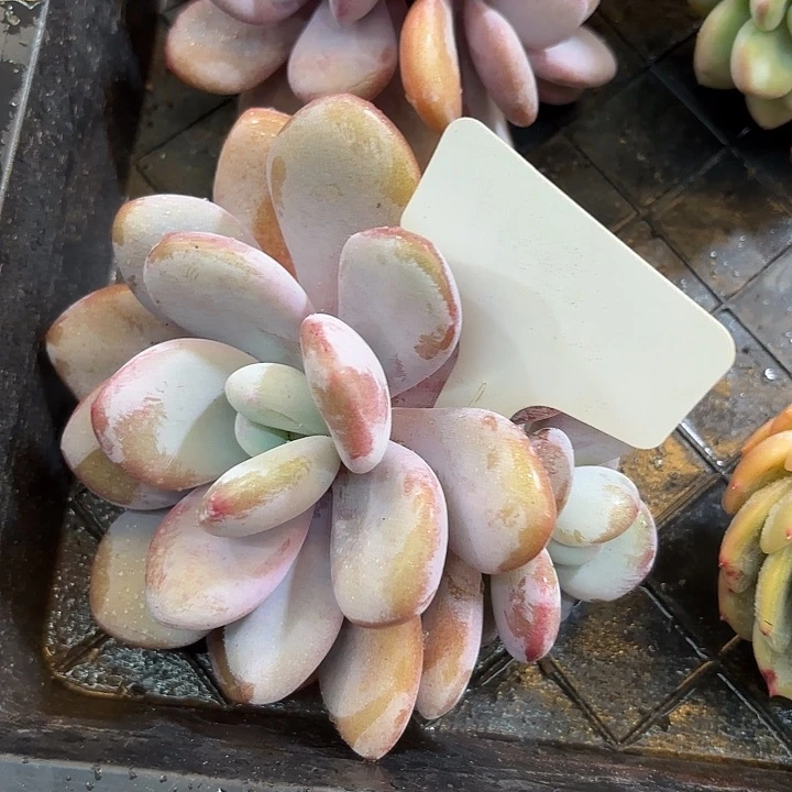 s***k云南精品多肉一物一拍