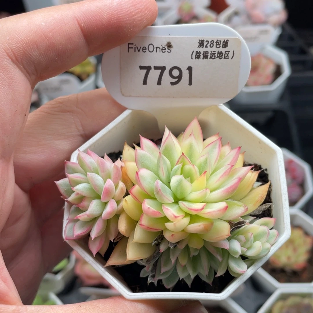 女雏锦7791-6.5厘米