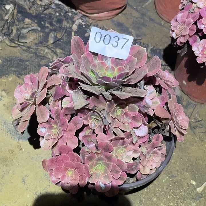 多肉植物法师37美杜莎