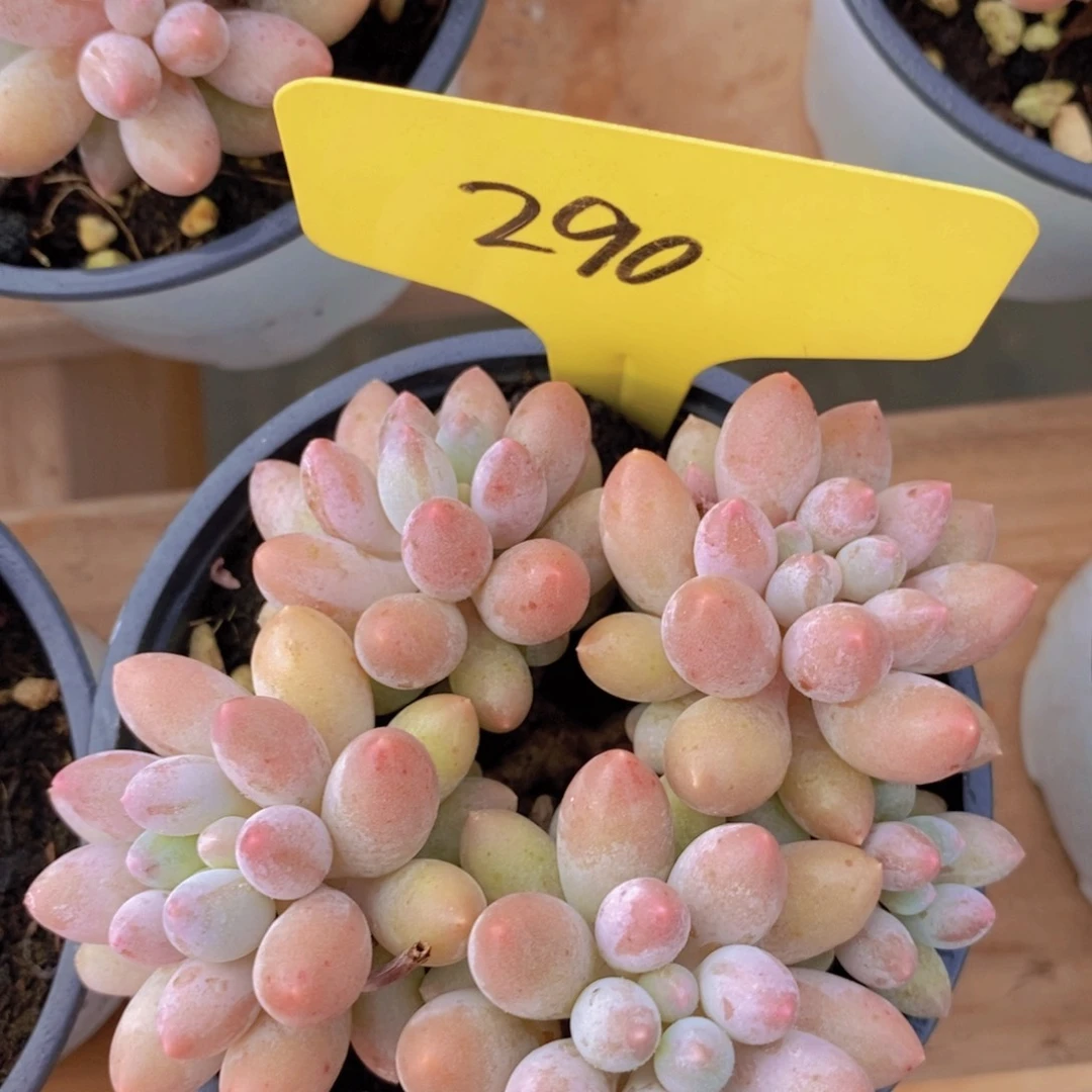 多肉植物，一物一拍，618专场