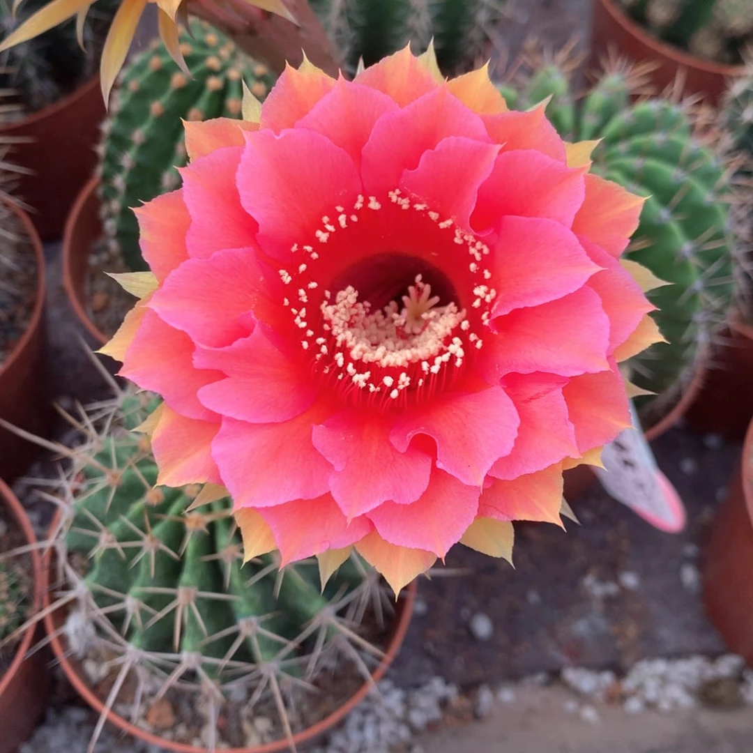 飞**9445实生彩草10公分杯